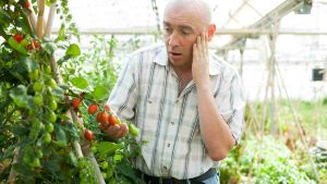 tomato growing mistakes guide