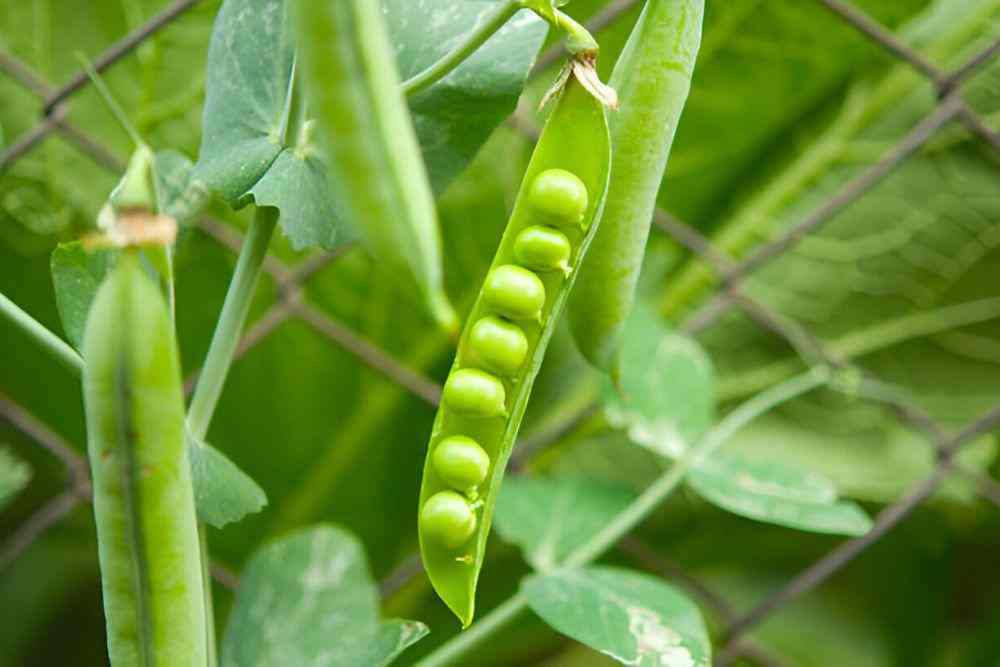 Pea plants climbing on support inside a container on a balcony
