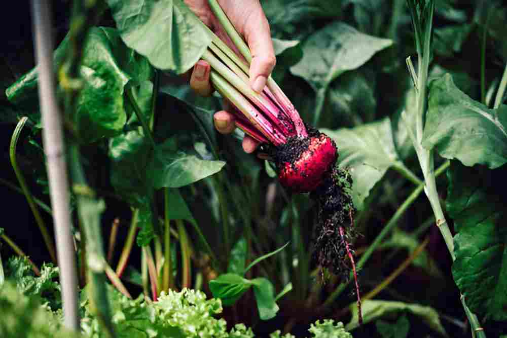 Round beetroot growing in a 12-inch wide garden pot