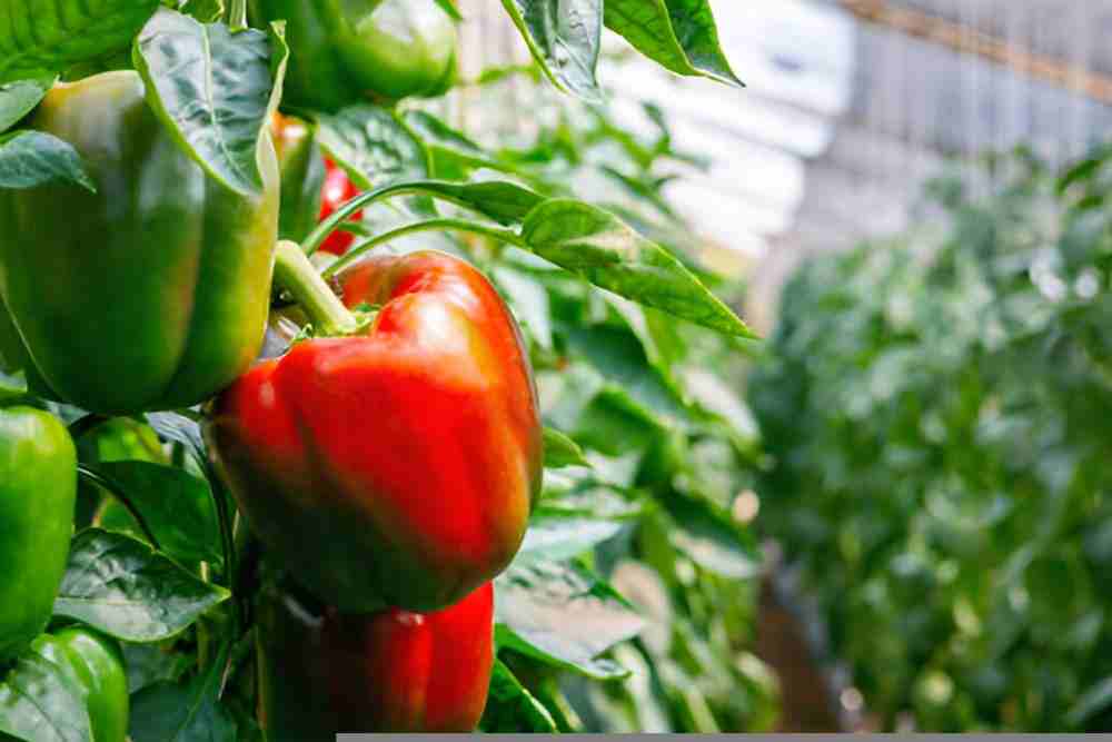Bright red and green peppers growing in a large garden pot