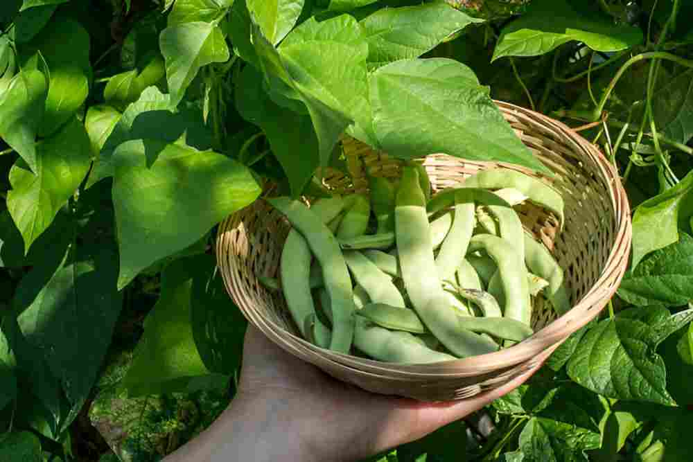 Bush bean plants producing pods in a container on a patio