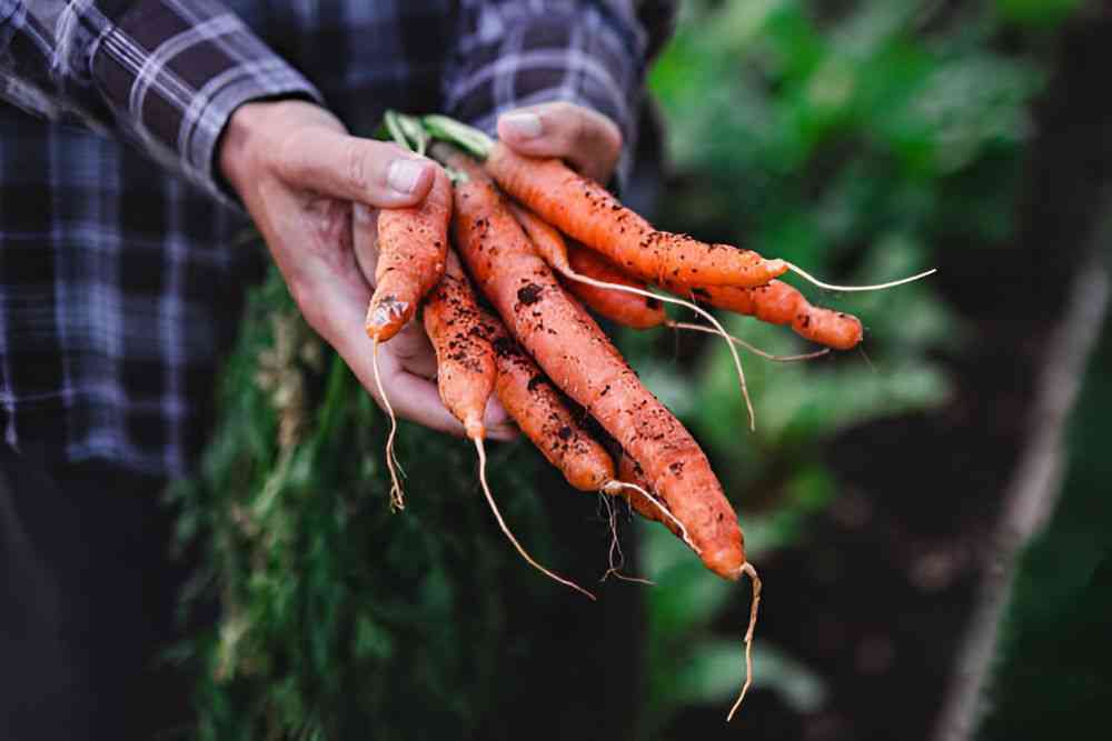 Orange carrots growing in a deep, rock-free soil container