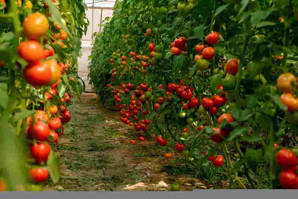 Cherry tomatoes growing in a pot with support in a sunny balcony garden