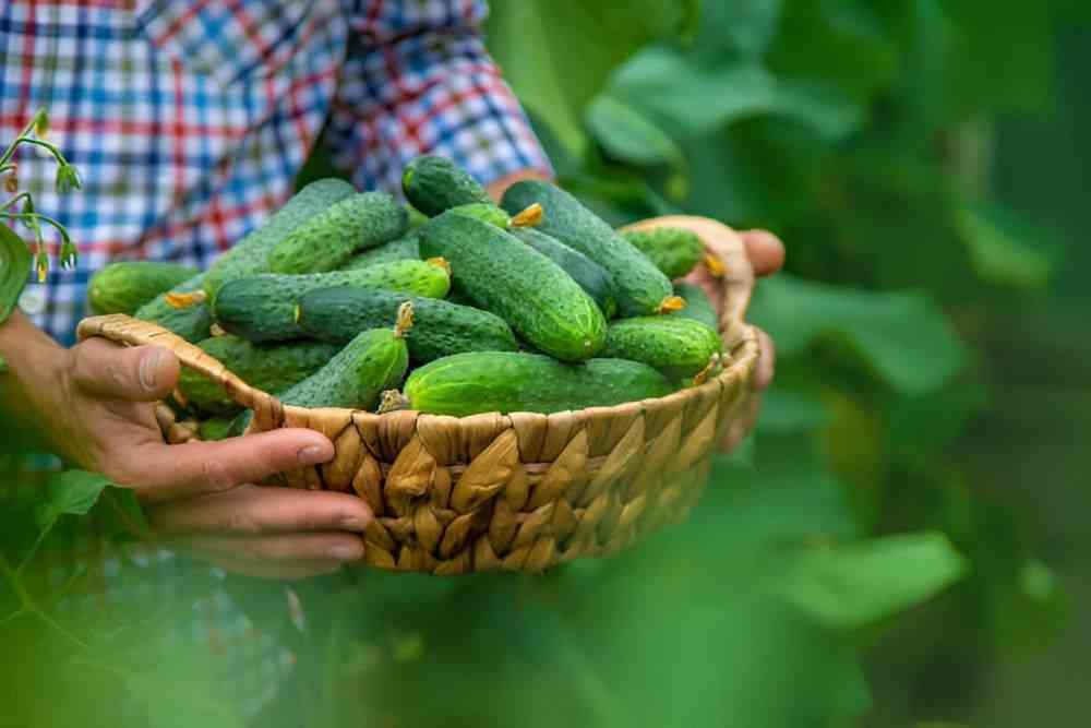 Bush cucumber variety growing in a pot with vertical trellis support