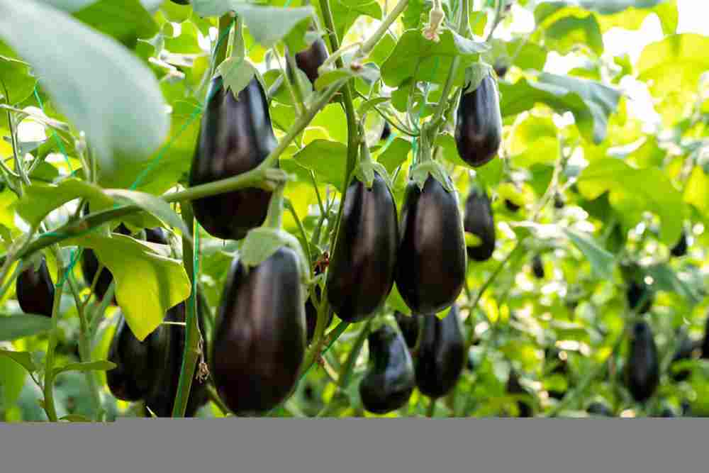 Small eggplant variety like 'Fairy Tale' growing in a container
