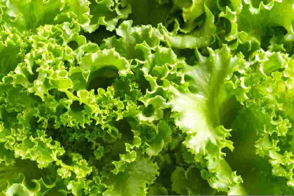 Leafy green lettuce growing close together in a shallow container