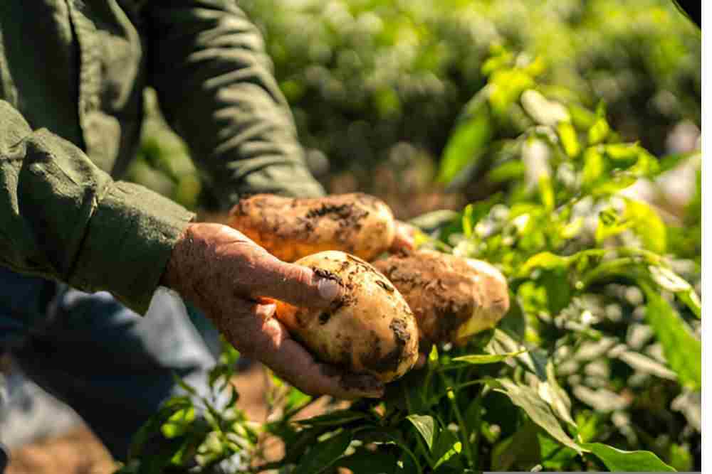 Potato plants growing in deep fabric grow bags