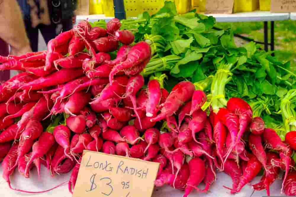 Fresh radishes ready to harvest from a small round container