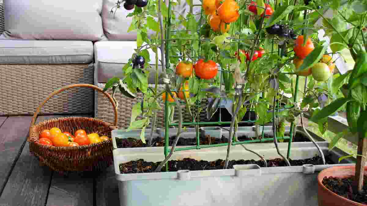 vegetables for container gardens