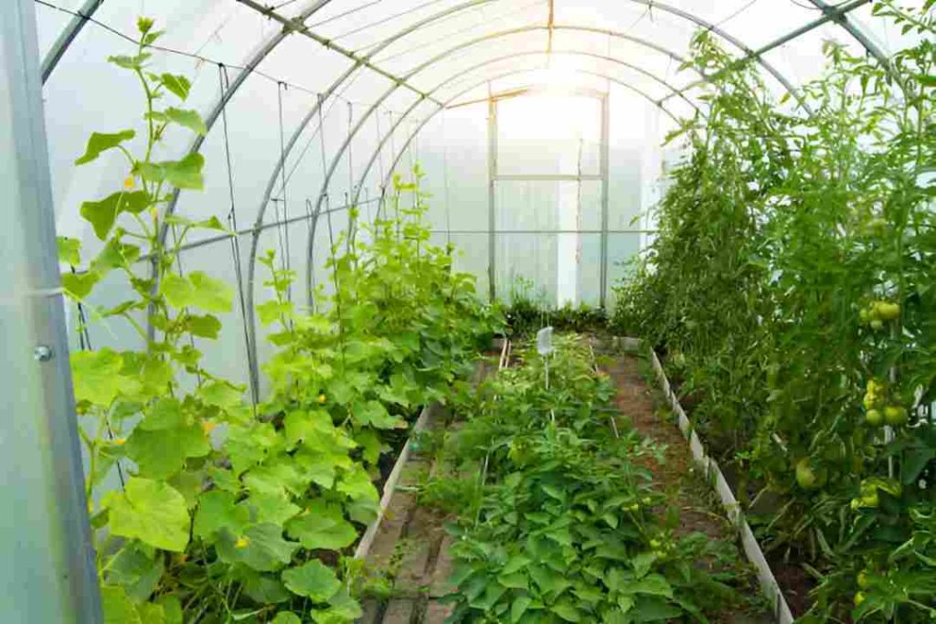 Solar-powered smart greenhouse with rooftop panels and IoT sensors managing temperature and humidity.