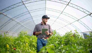 Interior of a modern greenhouse with organized rows of vegetables growing under natural light in a controlled environment.