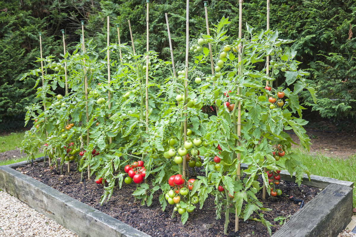 Best Garden Stakes for Tomatoes  